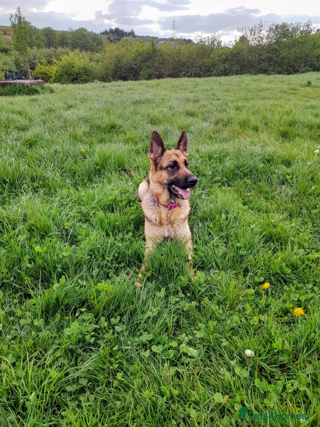 German Shepherd dogs for sale: 11 beautiful German Shepard  in Ebbw Vale - Advert 2