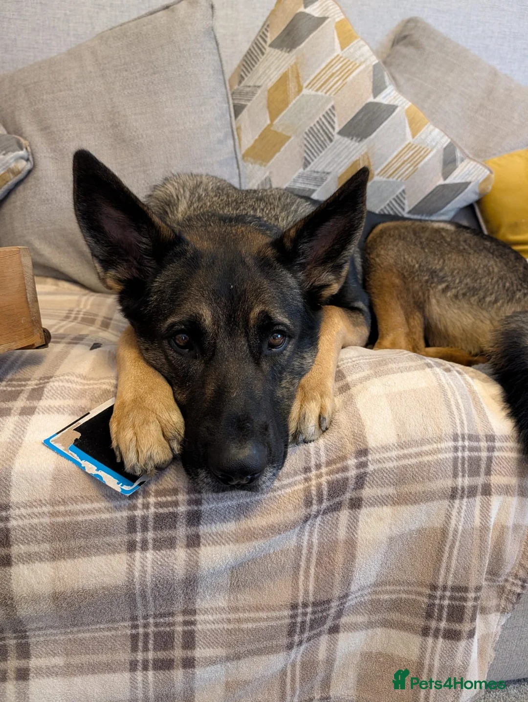Mixed Breed dogs for sale: Beautiful 3 year old Shepard/malinois cross in Bury Saint Edmunds - Advert 6