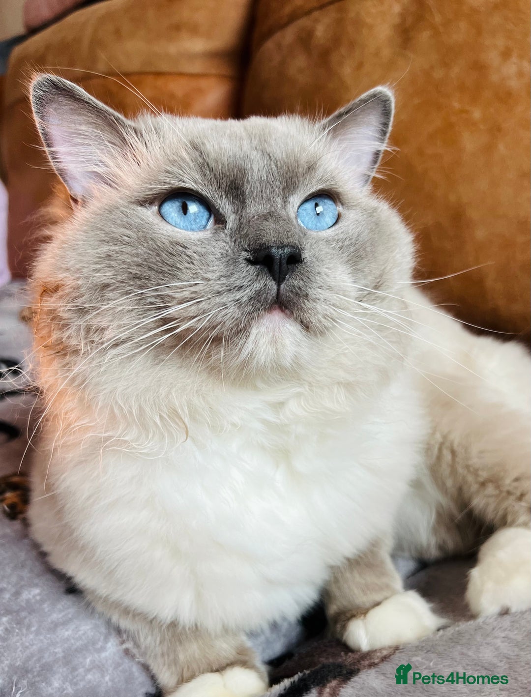 Ragdoll cats for stud: GCCF & TICA registered stud, champion bloodline    in London - Image 1