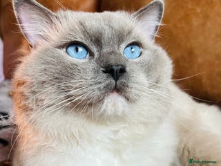 Ragdoll cats GCCF & TICA registered stud, champion bloodline in London - Advert 21