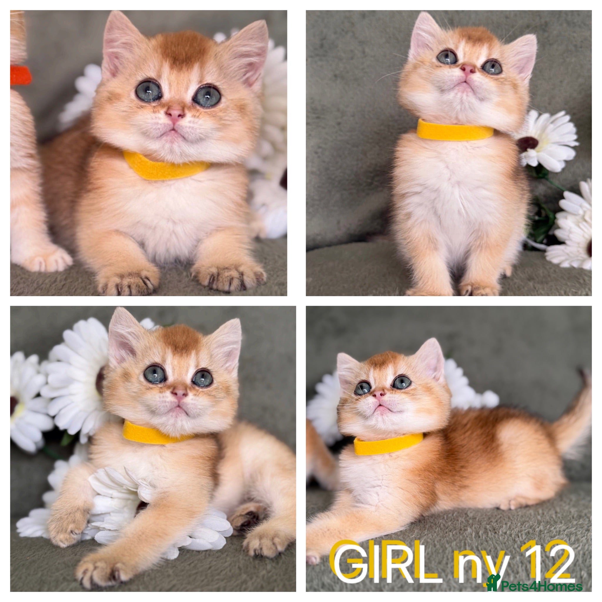 British Shorthair cats British Sh golden adorable kittens GCCF  - Advert 13