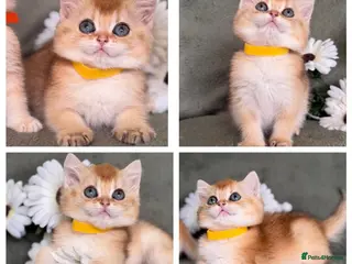 British Shorthair cats British Sh golden adorable kittens GCCF - Advert 13