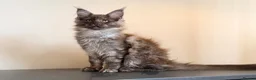 Maine Coon cats for sale: XL MAINE COON EUROPEAN LINES! Ready now!  - Advert 1