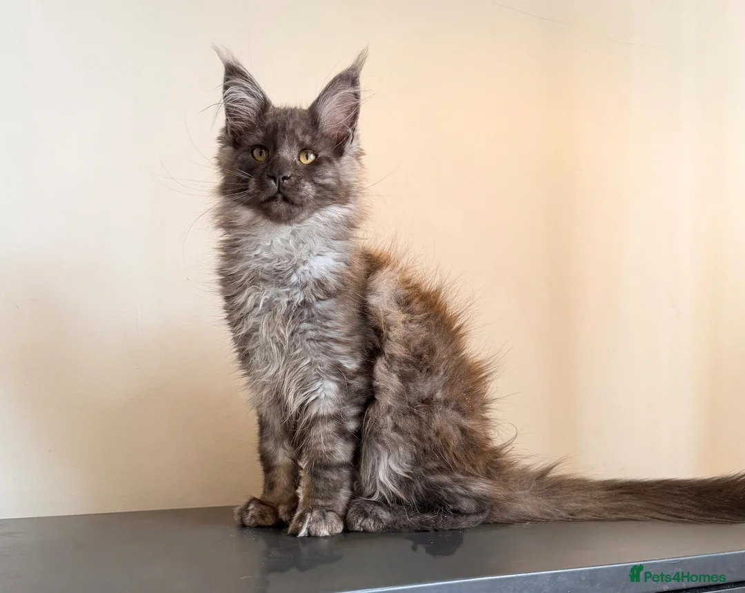 Maine Coon cats for sale: XL MAINE COON EUROPEAN LINES! Ready now!  - Advert 1