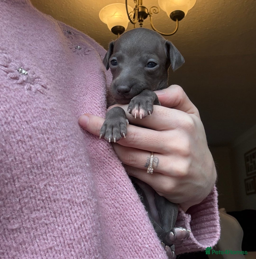 Italian Greyhound dogs for sale: KC Champion lines ⭐️ Italian Greyhound puppies  - Advert 27