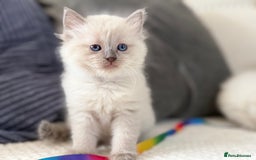 Ragdoll cats for sale: Stunning Bluepoint Ragdoll Kittens for sale - Image 1