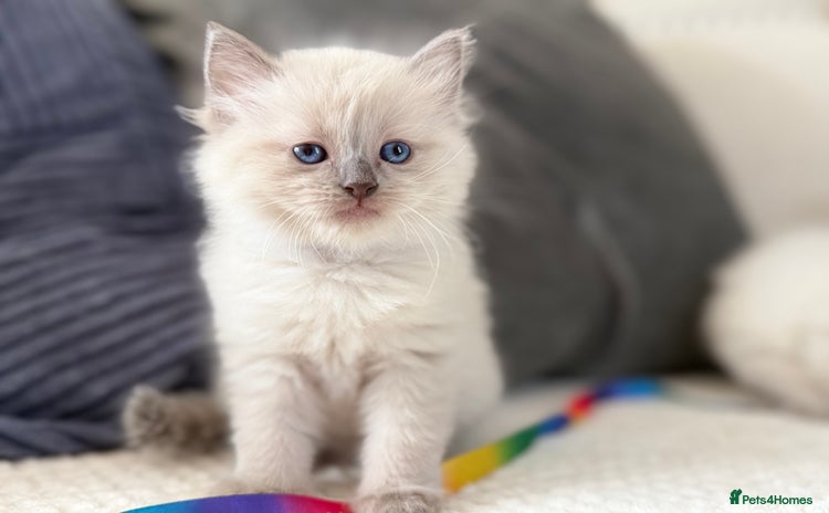 Ragdoll cats - Advert 13