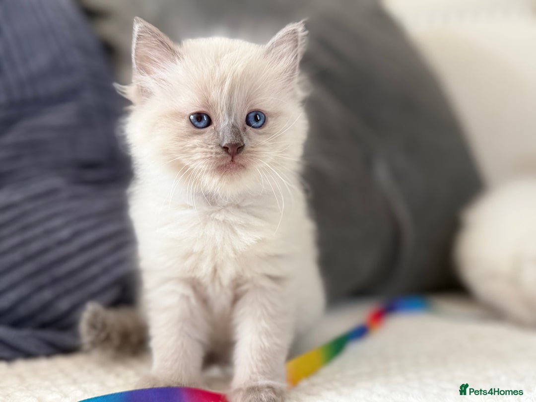 Ragdoll cats for sale: Stunning Bluepoint Ragdoll Kittens for sale - Image 1