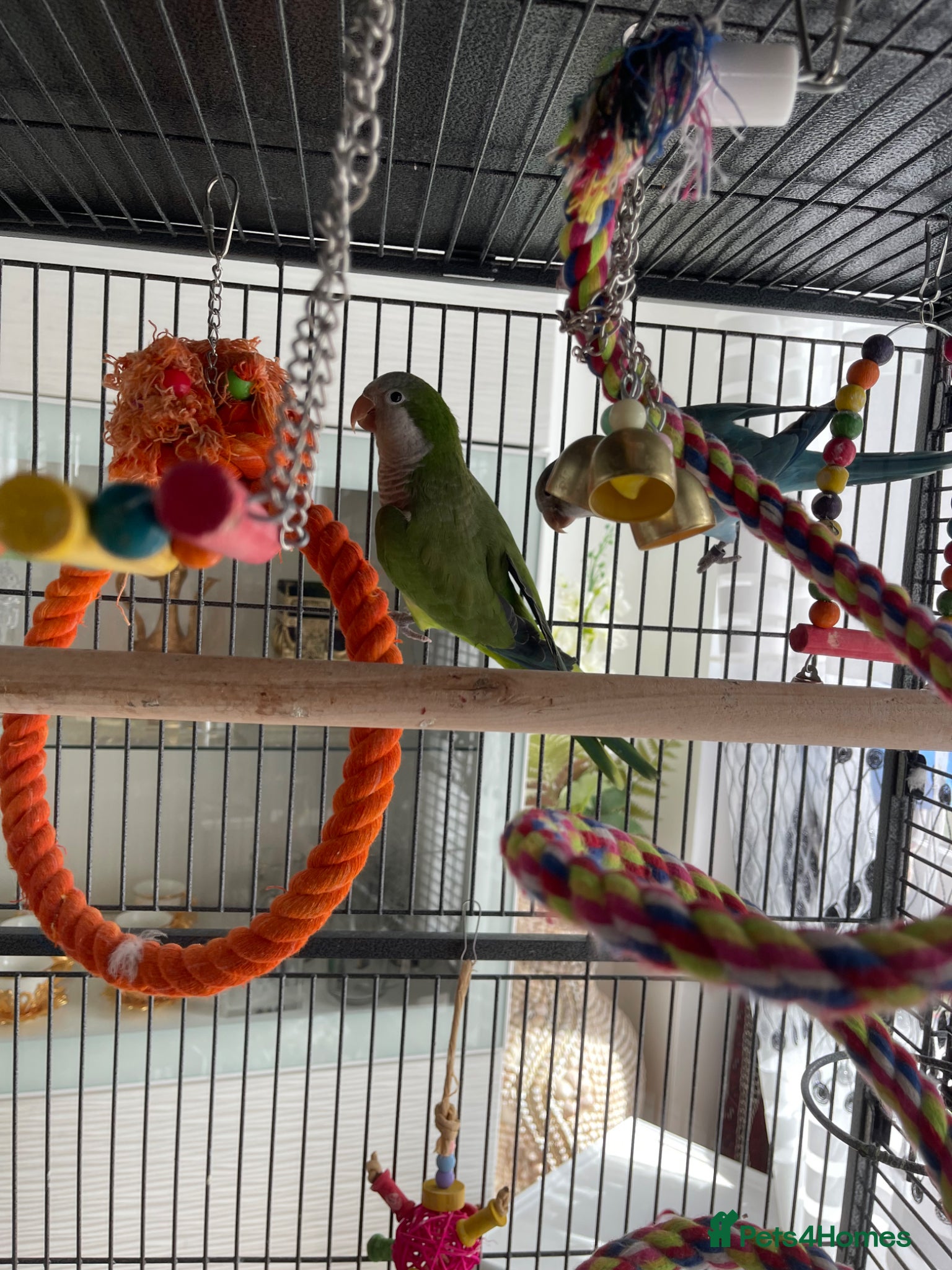 Parrots birds for sale: 2 7months old quacker parrot  in Croydon - Advert 4