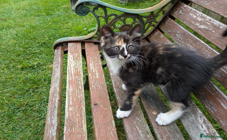 Mixed Breed cats in Tiverton - Advert 10