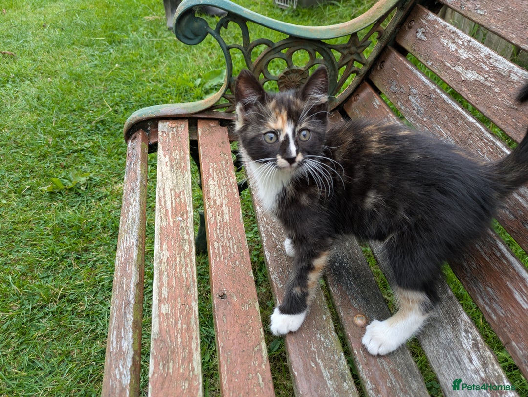 Mixed Breed cats for sale: Three adorable kittens available in Tiverton - Image 1