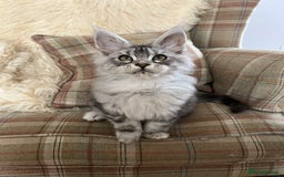 Maine Coon cats for sale: ⭐️Beautiful Maine Coon Kittens⭐️ - Image 19
