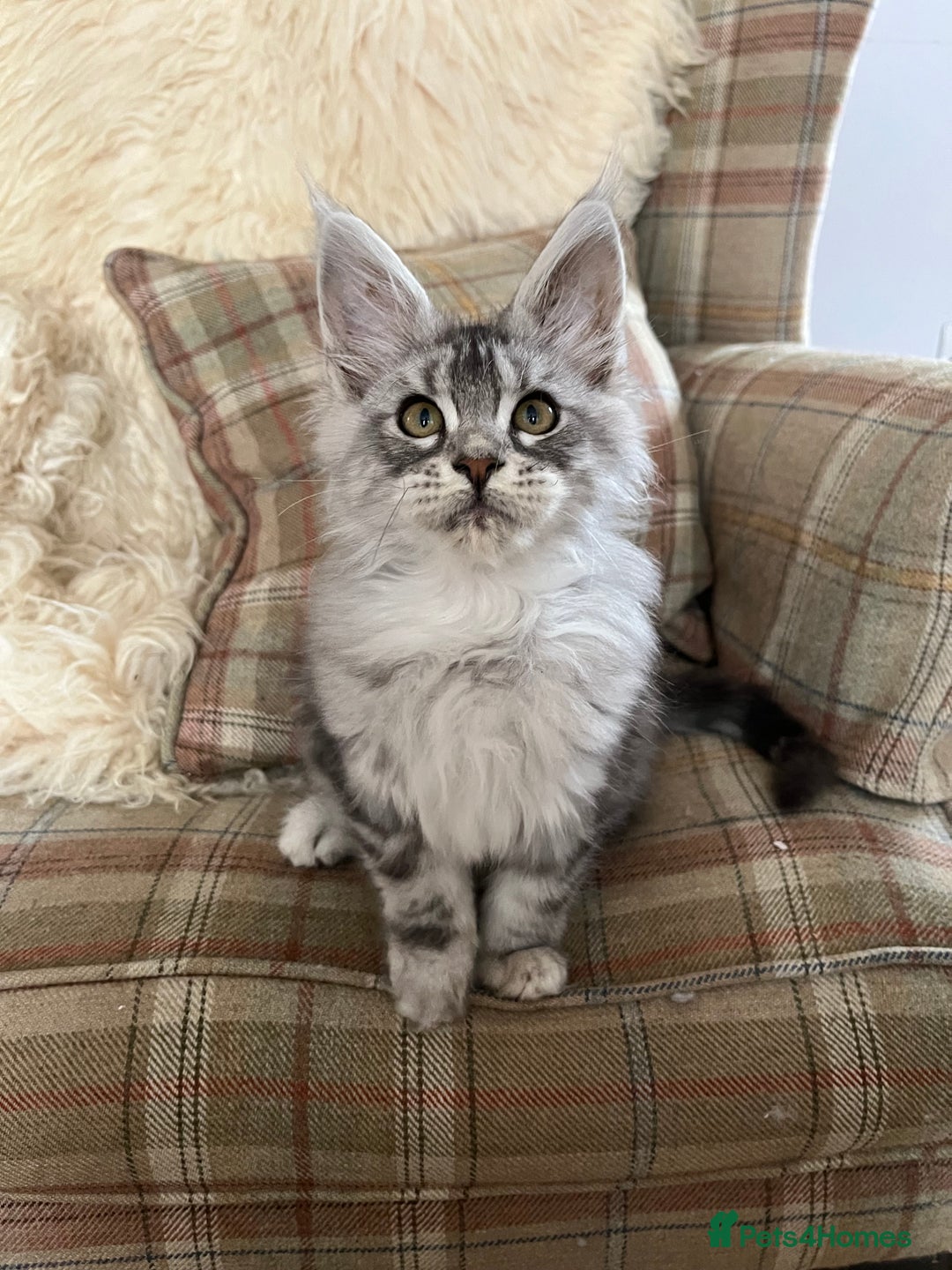 Maine Coon cats for sale: ⭐️Beautiful Maine Coon Kittens⭐️ - Image 19