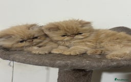 Persian cats for sale: Pedigree Persian Kittens ready to be rehomed - Image 24