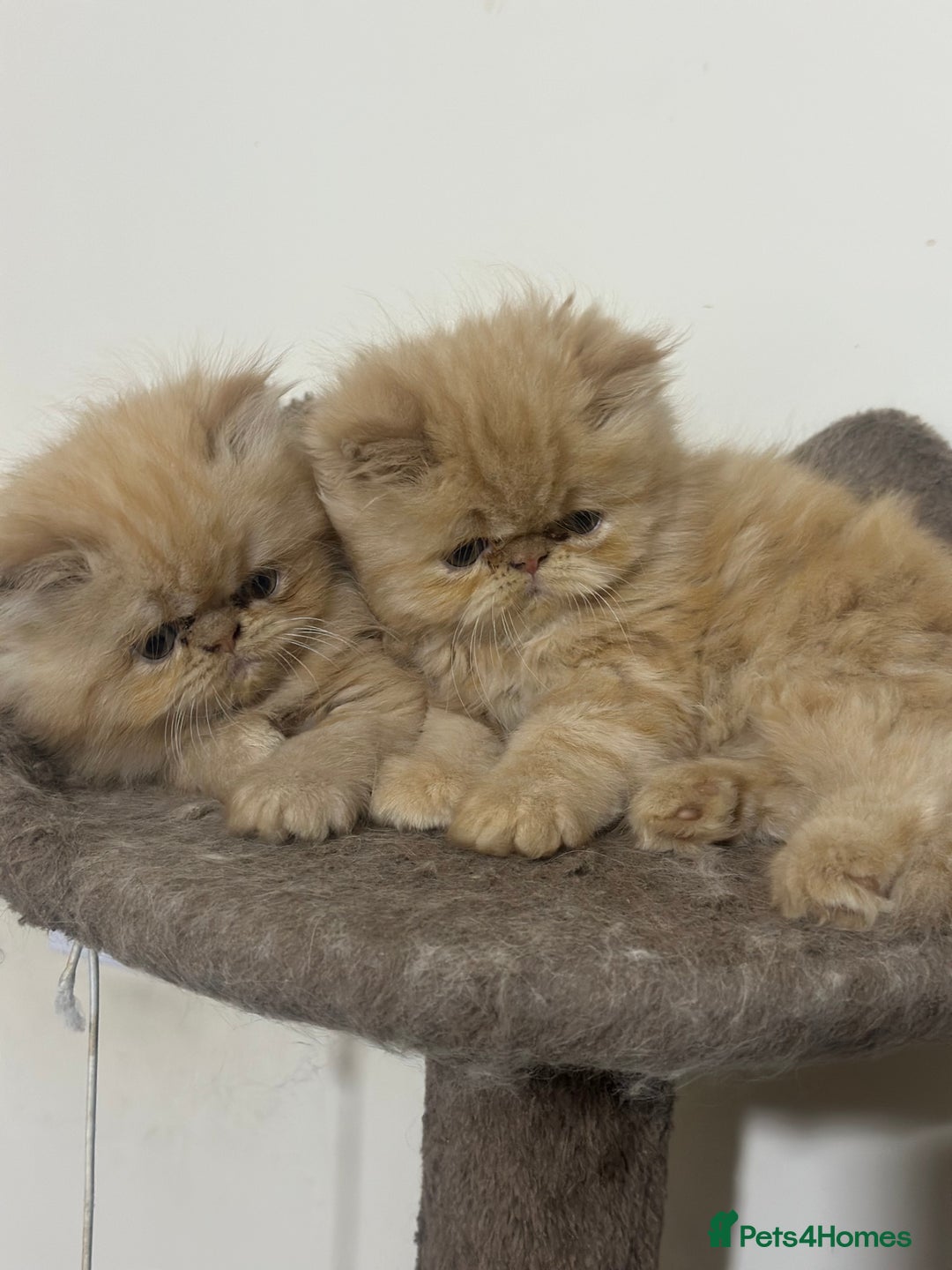 Persian cats for sale: Pedigree Persian Kittens ready to be rehomed - Image 24
