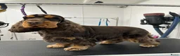 Cocker Spaniel dogs for sale: TRUE SHOW TYPE COCKER SPANIELS - Advert 14