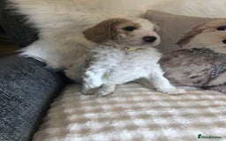 Goldendoodle dogs for sale: Goldendoodle Double Doodle pup ready to go🐾 - Image 25