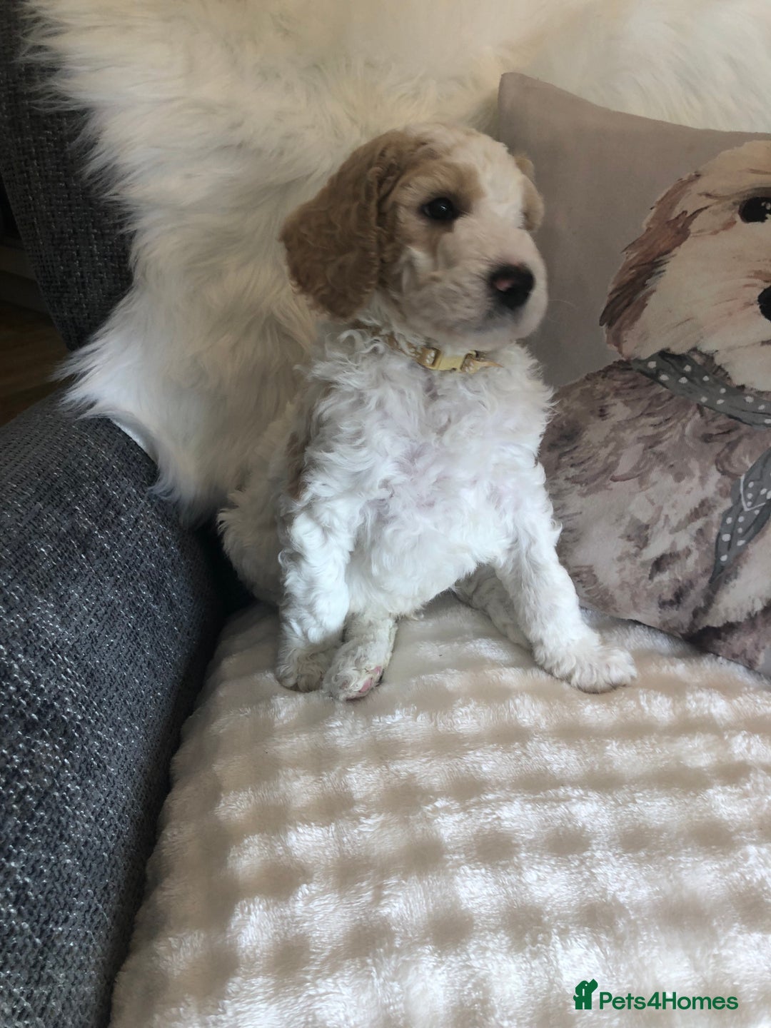 Goldendoodle dogs for sale: Goldendoodle Double Doodle pup ready to go🐾 - Image 25