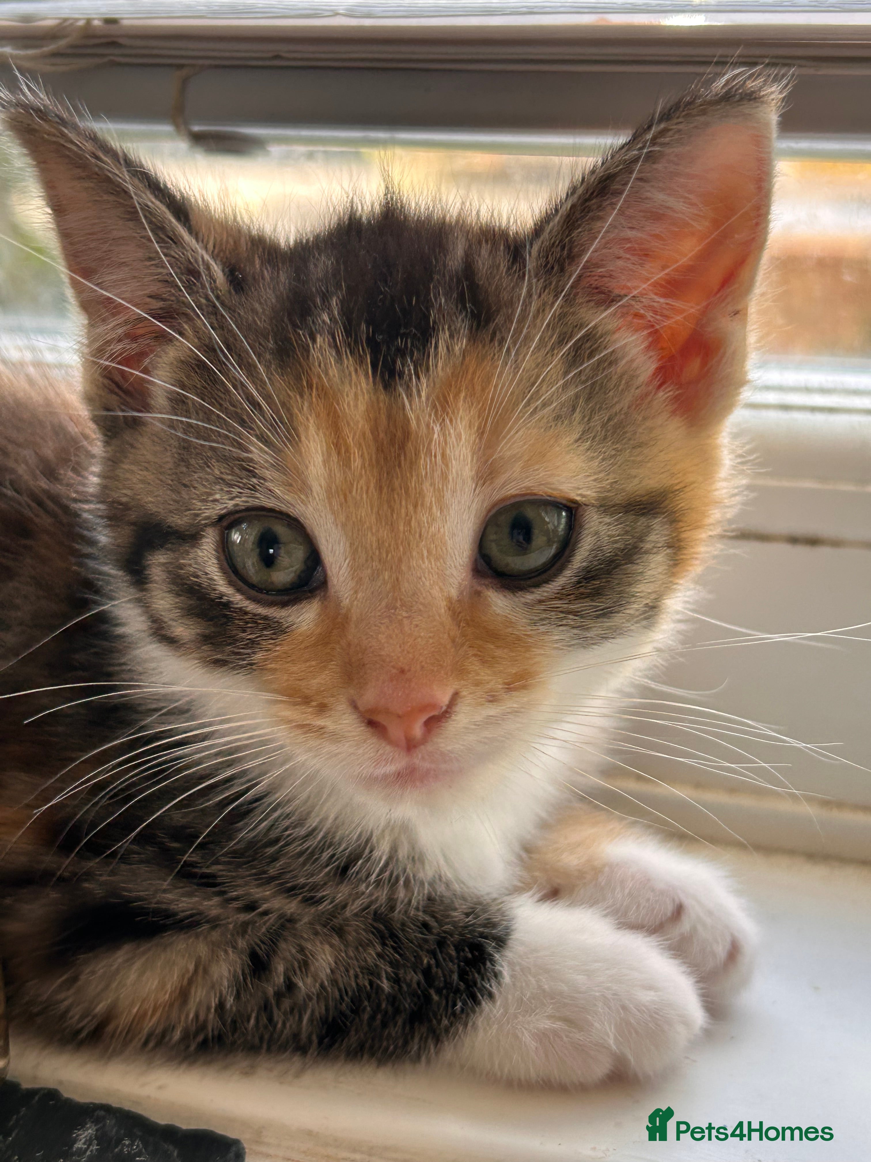 Mixed Breed cats Adorable Healthy Kittens - Ready for loving homes - Advert 11