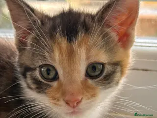 Mixed Breed cats Adorable Healthy Kittens - Ready for loving homes - Advert 11