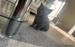 British Shorthair cats for sale: Adorable British short hair kitten- one male left - Image 13
