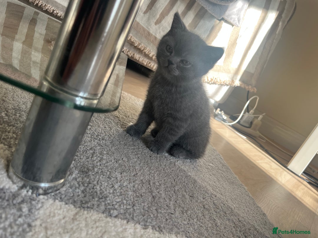 British Shorthair cats for sale: Adorable British short hair kitten- one male left - Image 13