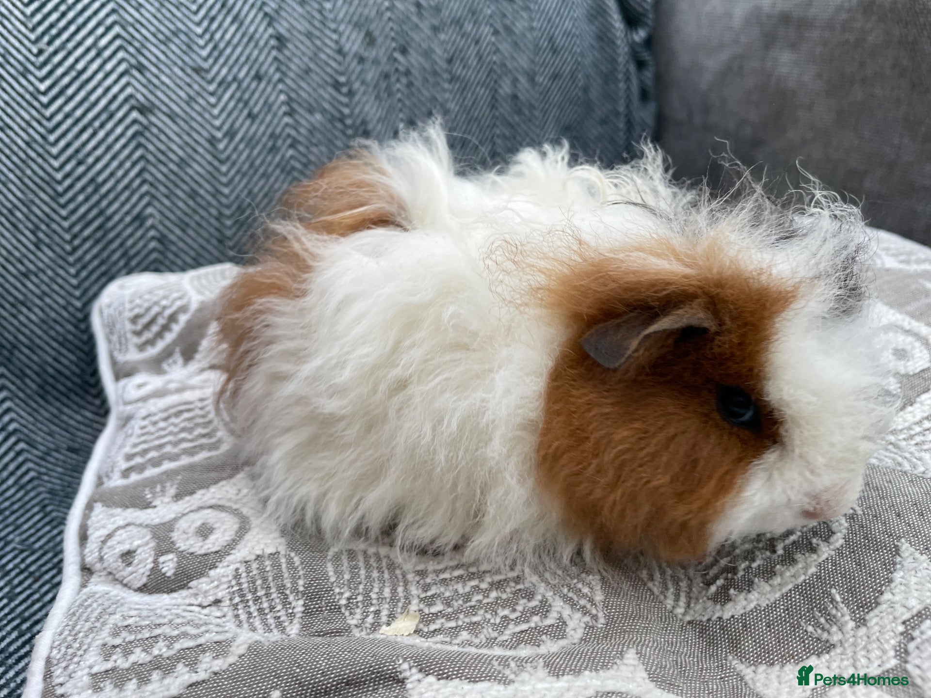 Guinea Pig rodents Gorgeous little boys, various coat types/colours - Advert 2