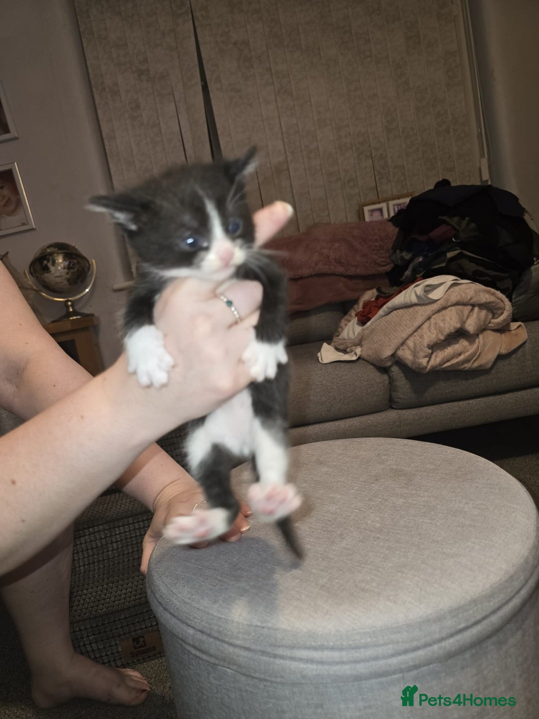American Shorthair cats for sale: Kittens for sale - Image 10