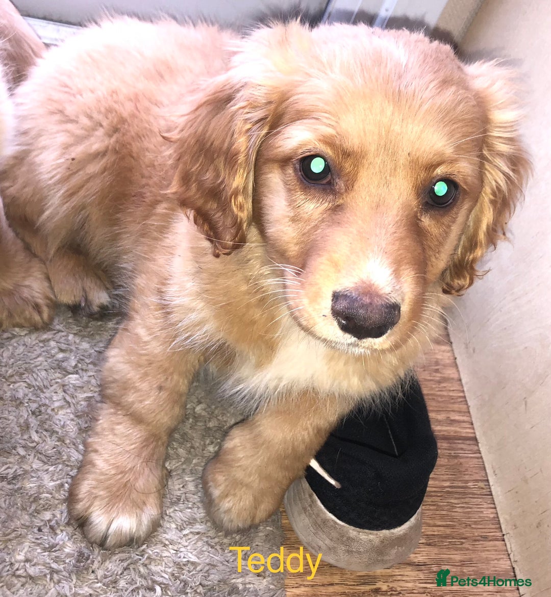Mixed Breed dogs for sale: 5 adorable puppies - Image 11