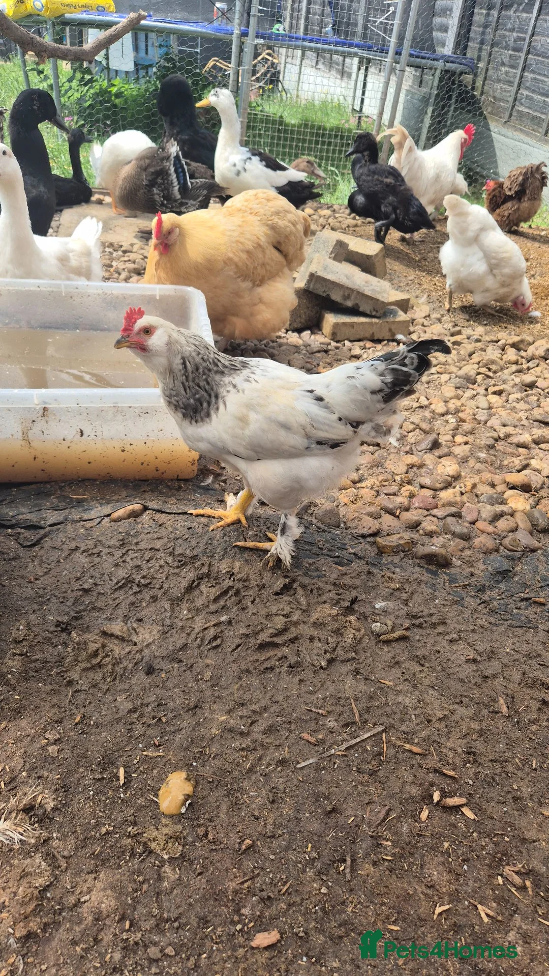 Chickens poultry for sale: Chickens  in Leigh-on-Sea - Advert 6