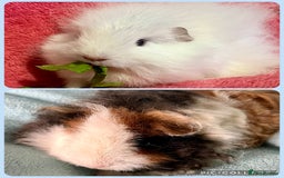 Guinea Pig rodents for sale: Pair of pure bred Guinea Pigs. - Image 4
