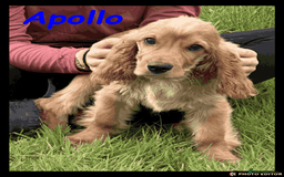 Cockalier dogs for sale: Beautiful Cockalier Puppy – Ready Now 🐶💙 - Image 5