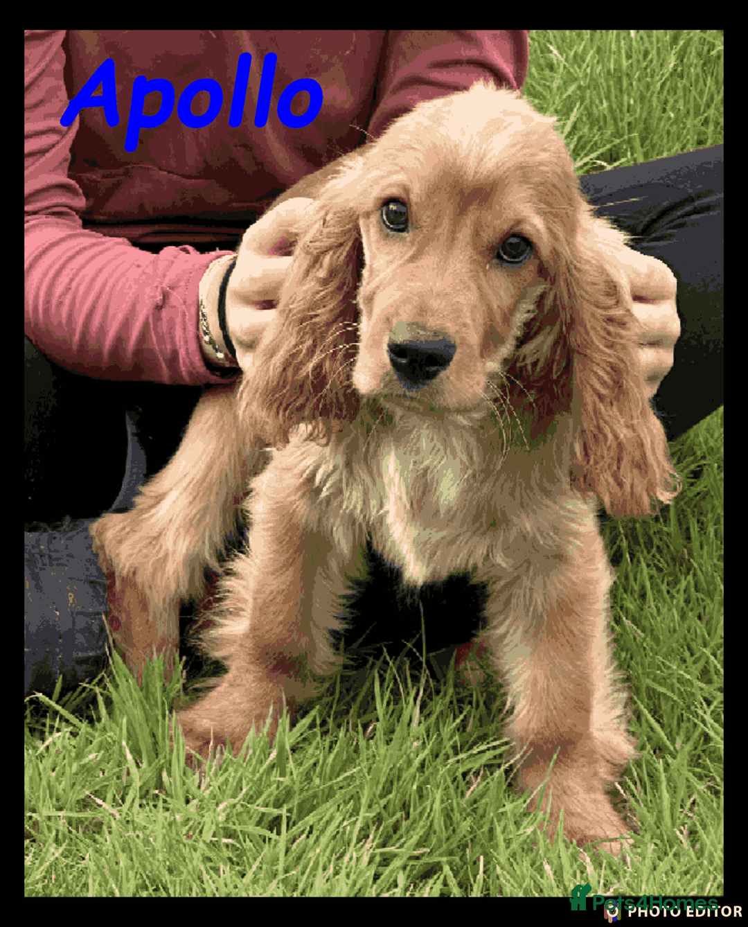 Cockalier dogs for sale: Beautiful Cockalier Puppy – Ready Now 🐶💙 - Image 5
