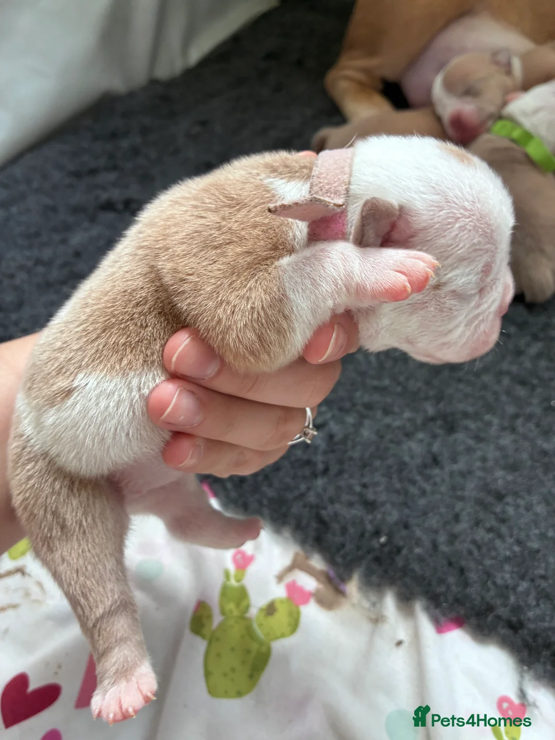 Mixed Breed dogs for sale: Olde English bulldog cross puppies - Advert 41