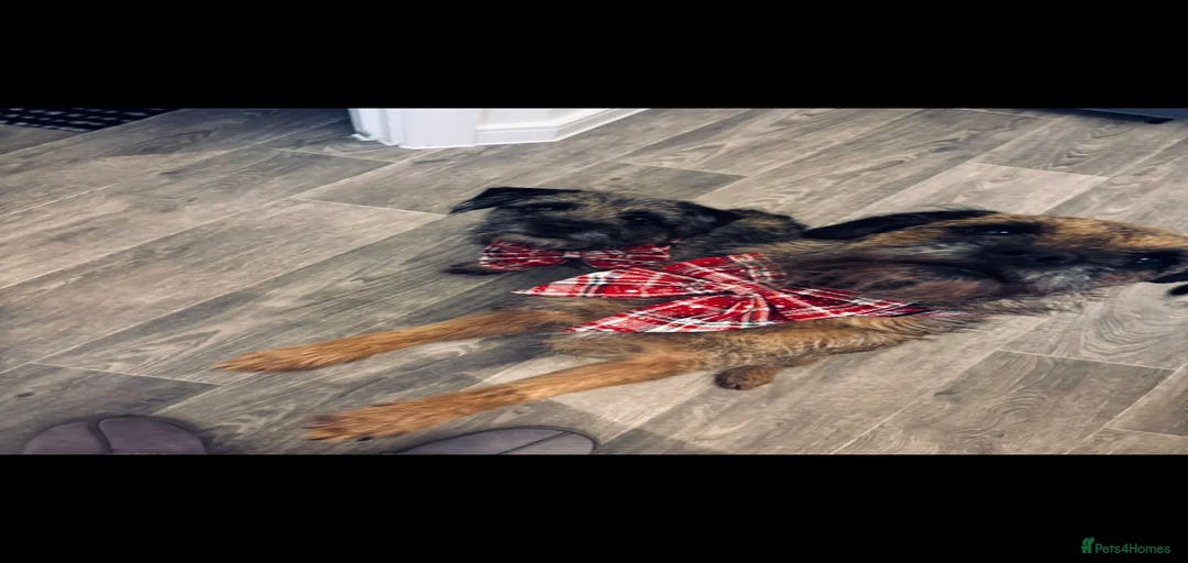 Gallery Image {{count}}