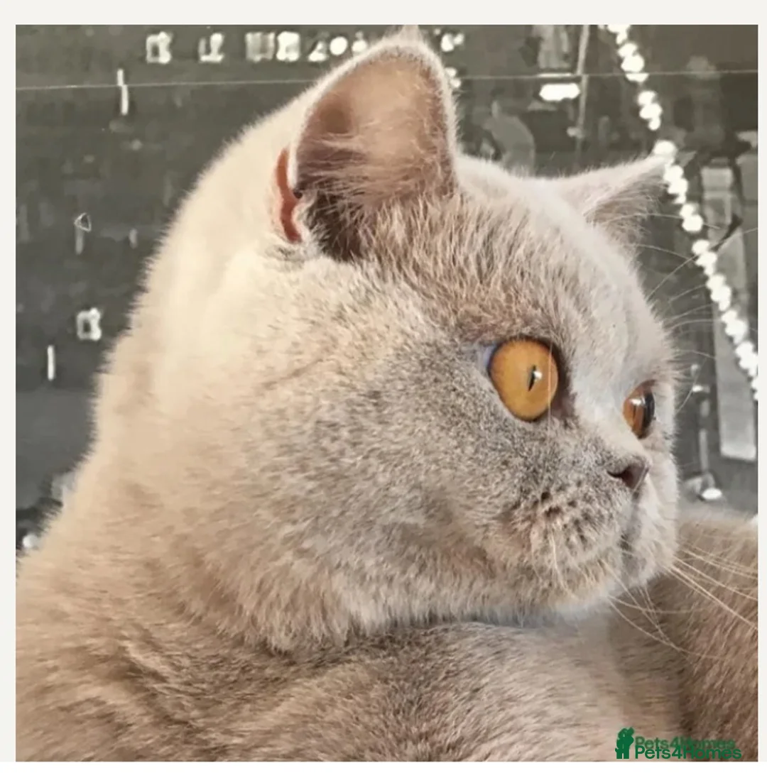 British Shorthair cats for sale: Beautiful Champion line BSH two girls  - Advert 13