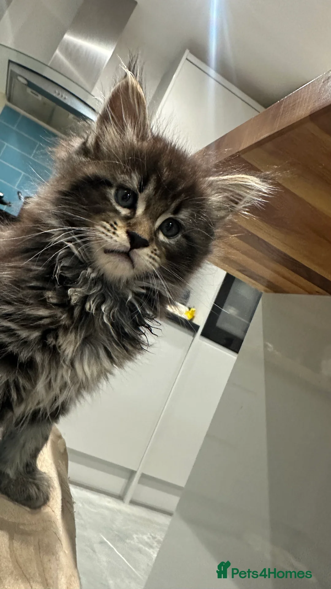 Maine Coon cats for sale: NEW YEARS EVE MAINE COON KITTENS - Advert 16