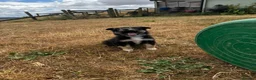 Mixed Breed dogs for sale: Kelpie x collies BEAUTIFUL LITTER - Advert 10
