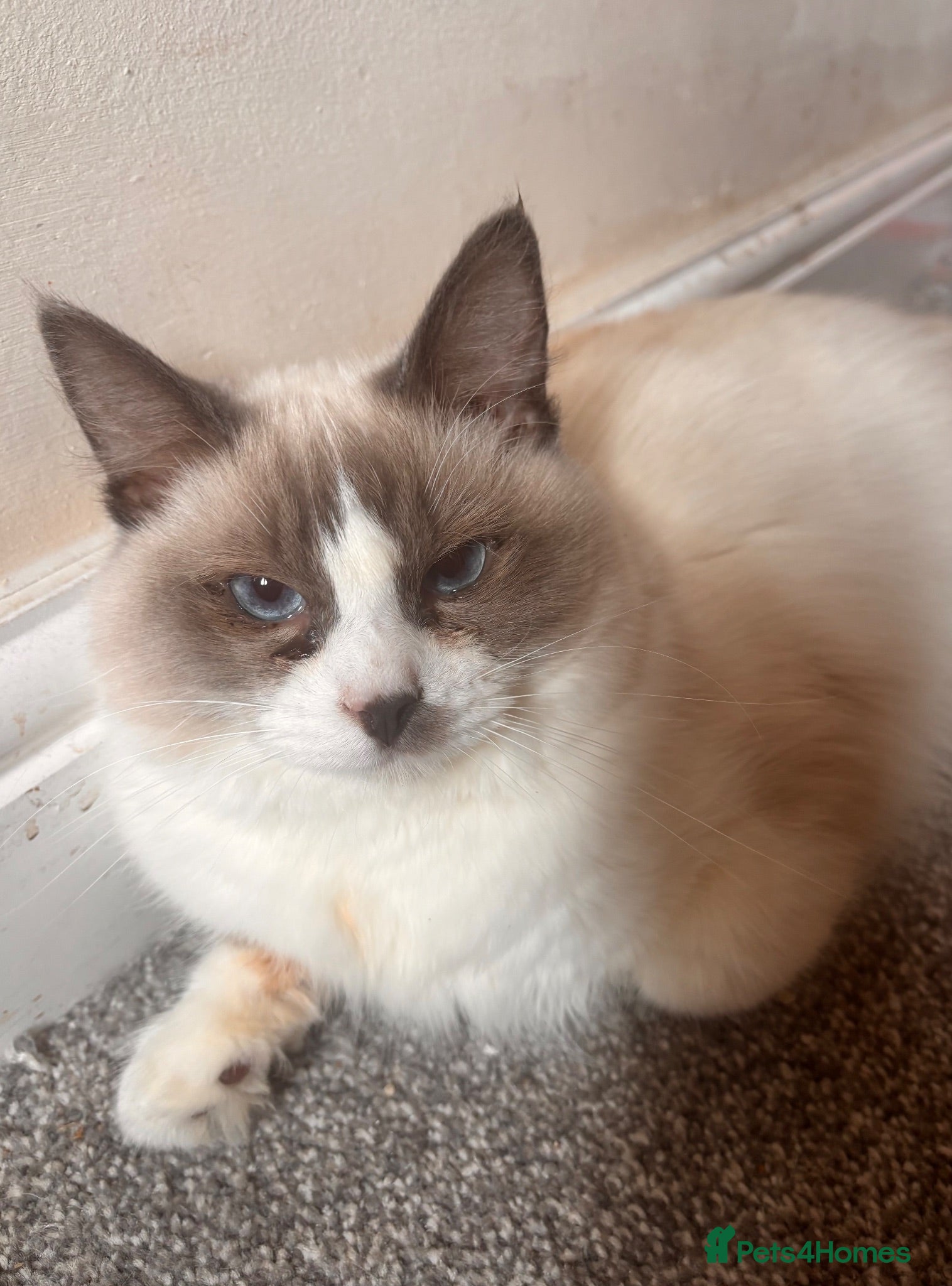 Ragdoll cats Bicolour male Ragdoll looking to be re homed  - Advert 2