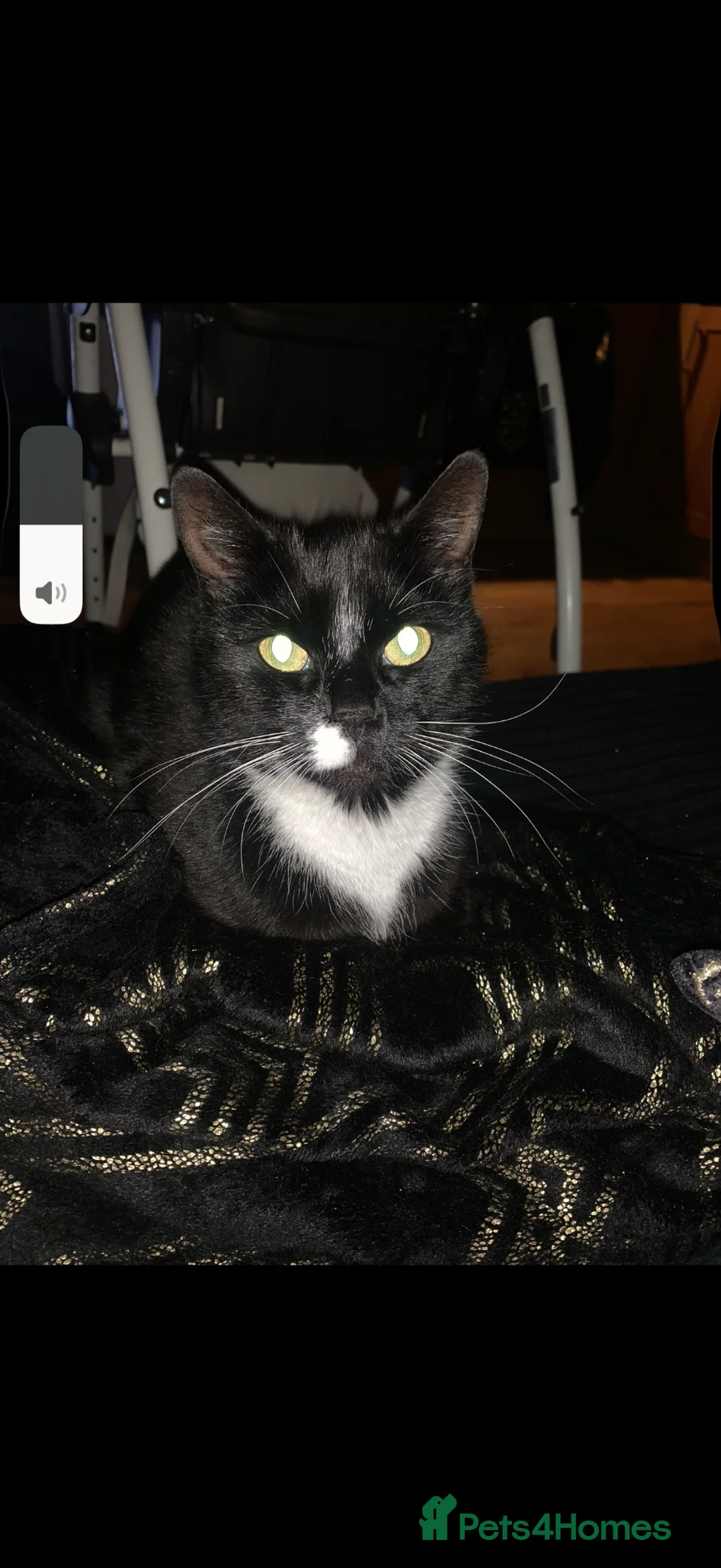 Mixed Breed cats for sale: 4 beautiful kittens ready to leave 🐈‍⬛ - Advert 1