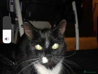 Mixed Breed cats 4 beautiful kittens ready to leave 🐈⬛ - Advert 11