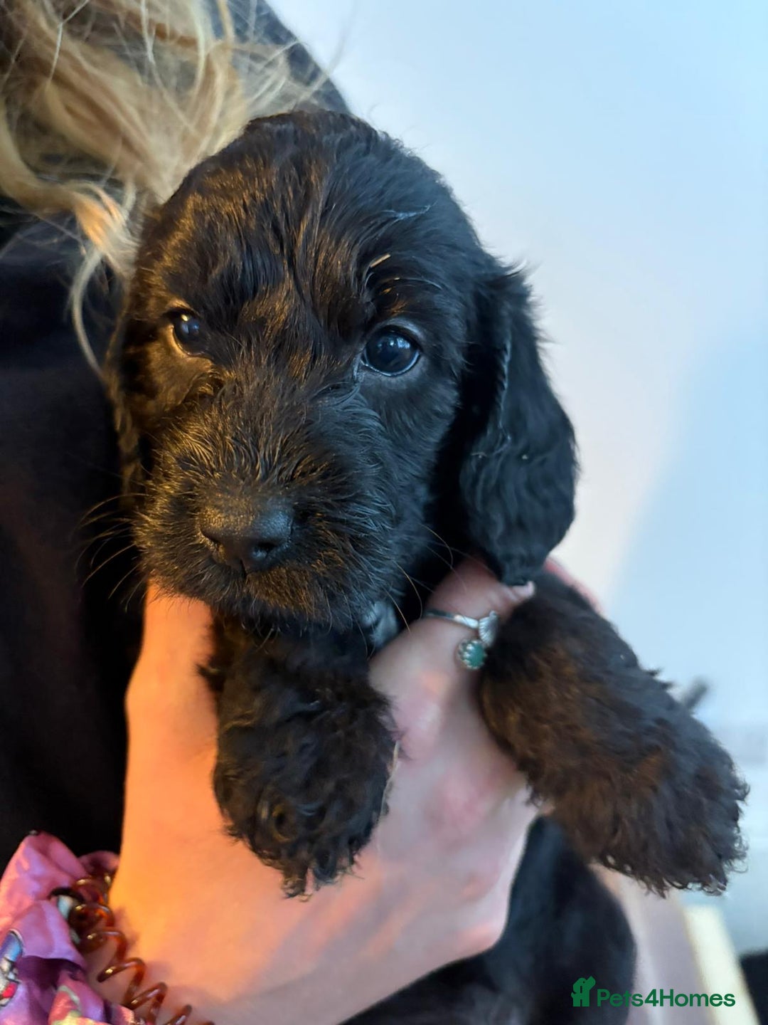 Mixed Breed dogs for sale: Bedlington cross cocker spaniel puppies  - Image 6