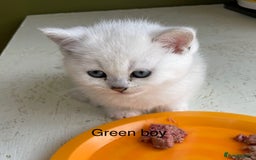 British Shorthair cats for sale: BSH Black Tipped GCCF Reg Kittens - Image 24
