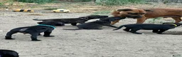 Staffordshire Bull Terrier dogs for sale: 9 beautiful staff pups in Beccles - Advert 9