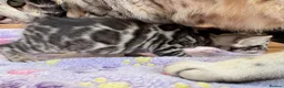 Bengal cats for sale: TICA registered health tested show quality bengals - Advert 13
