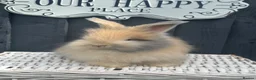 Angora rabbits for sale: Angora max faced bunnies  - Advert 10