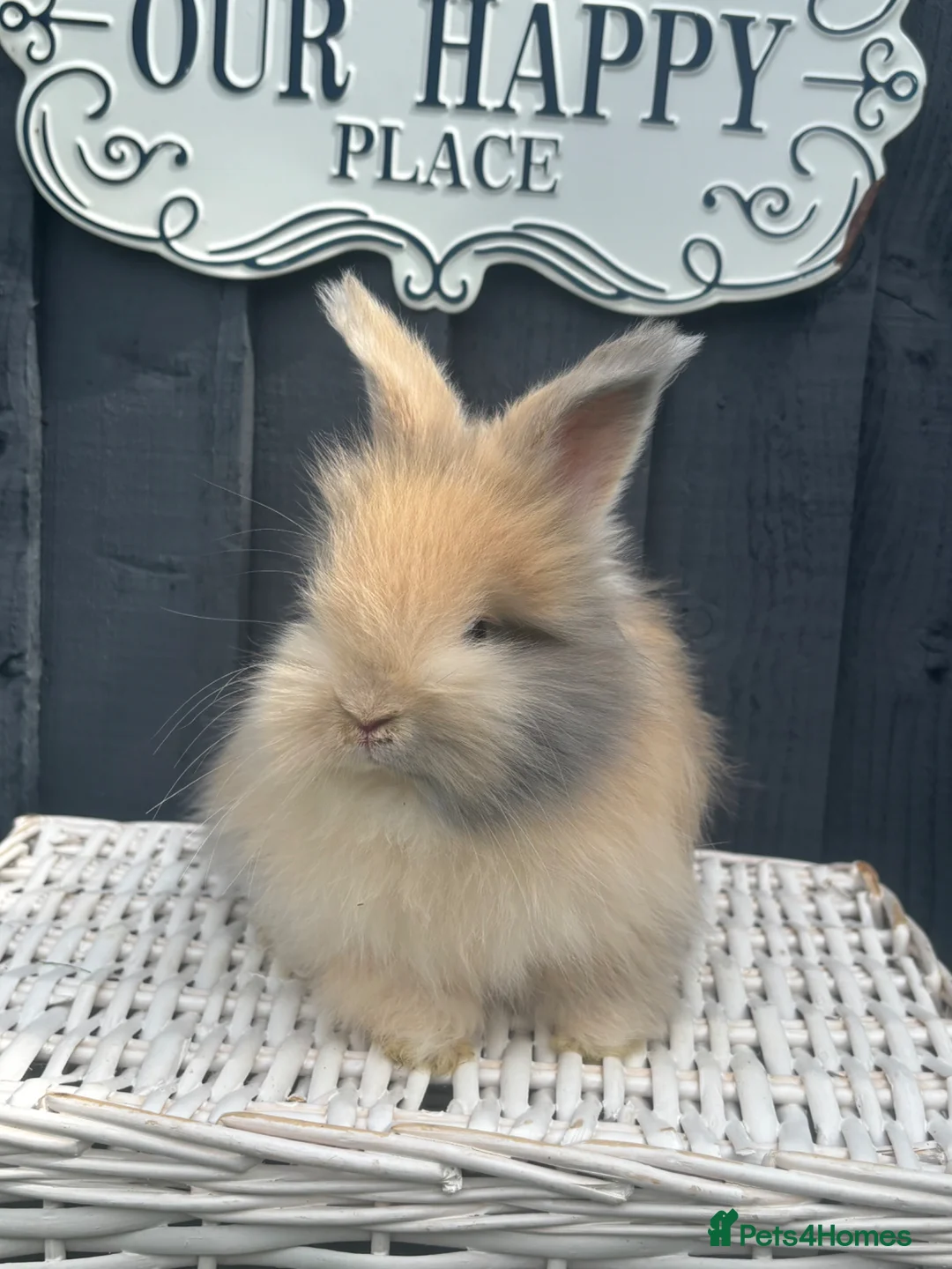 Angora rabbits for sale: Angora max faced bunnies  - Advert 10