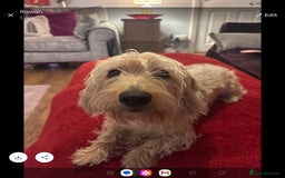 Dachshund dogs for sale: Pedigree standard cream wirehaired Dachshund  - Advert 1