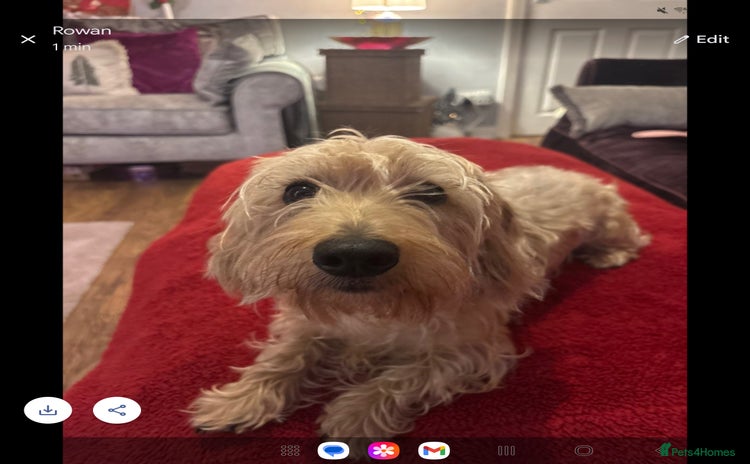 Dachshund dogs Pedigree standard cream wirehaired Dachshund  - Advert 1