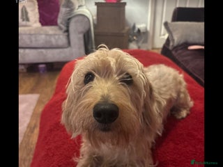 Dachshund dogs for sale: Pedigree standard cream wirehaired Dachshund - Advert 1